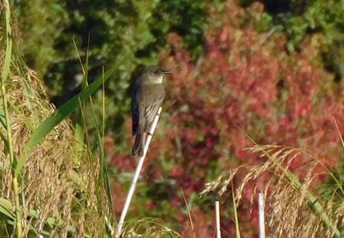 Eastern Phoebe - ML644768200