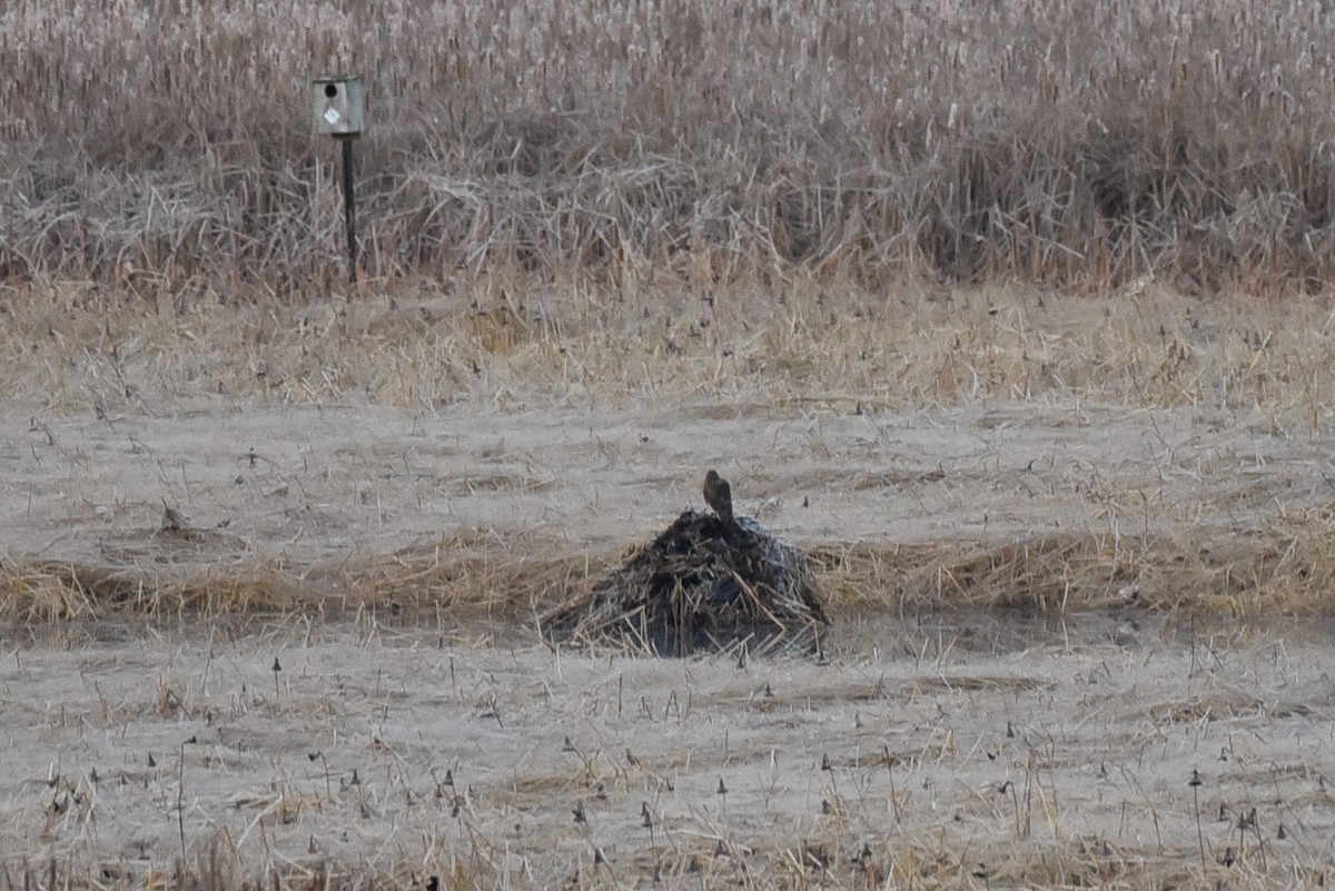 Northern Harrier - ML644768202