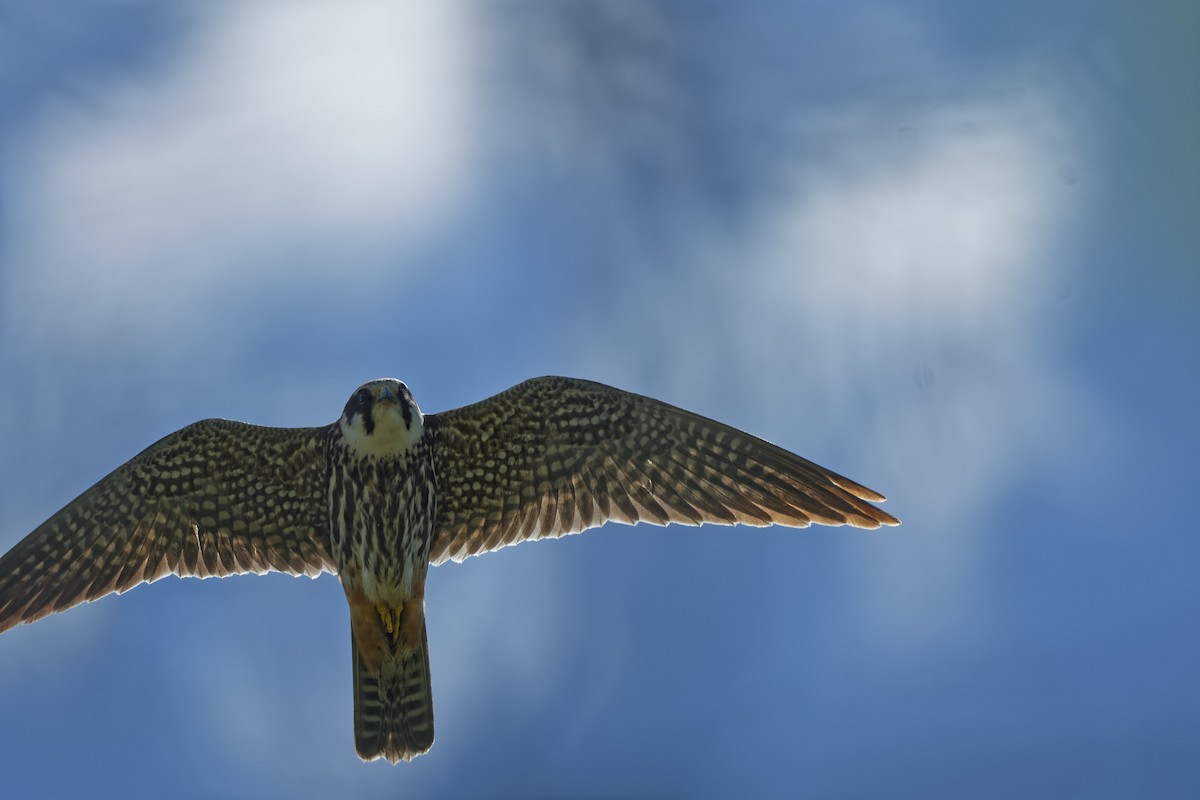 Eurasian Hobby - ML644768203