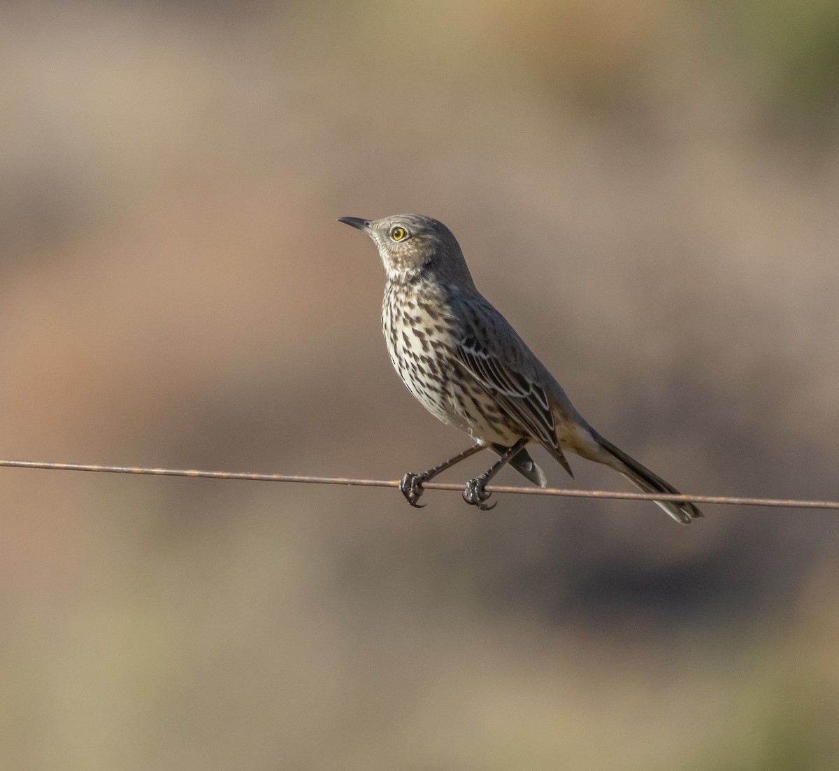 Sage Thrasher - ML644768204