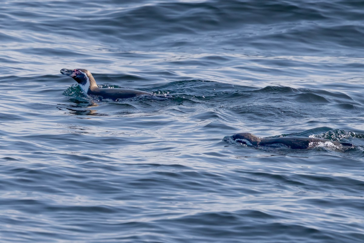 Humboldt Penguin - ML644768206