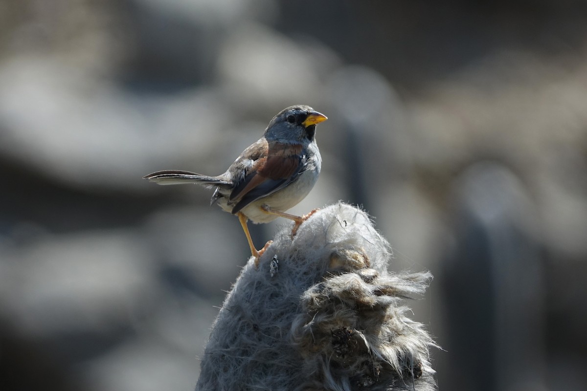 Great Inca-Finch - ML644768207