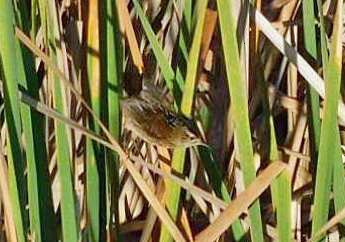 Marsh Wren - ML644768208