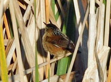 Marsh Wren - ML644768209