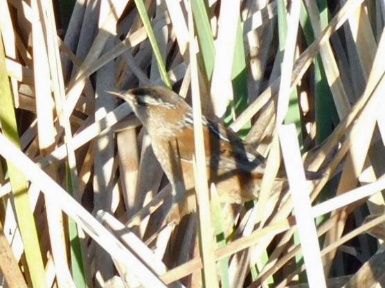 Marsh Wren - ML644768210