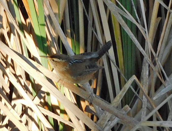 Marsh Wren - ML644768211