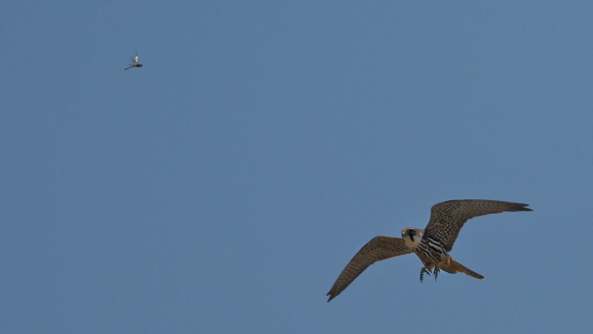 Eurasian Hobby - ML644768212