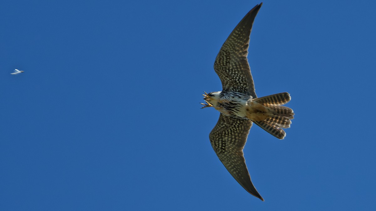 Eurasian Hobby - ML644768213