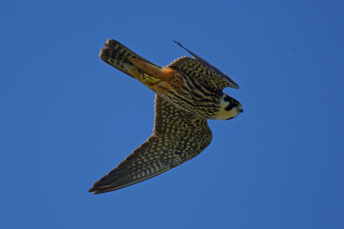 Eurasian Hobby - ML644768214