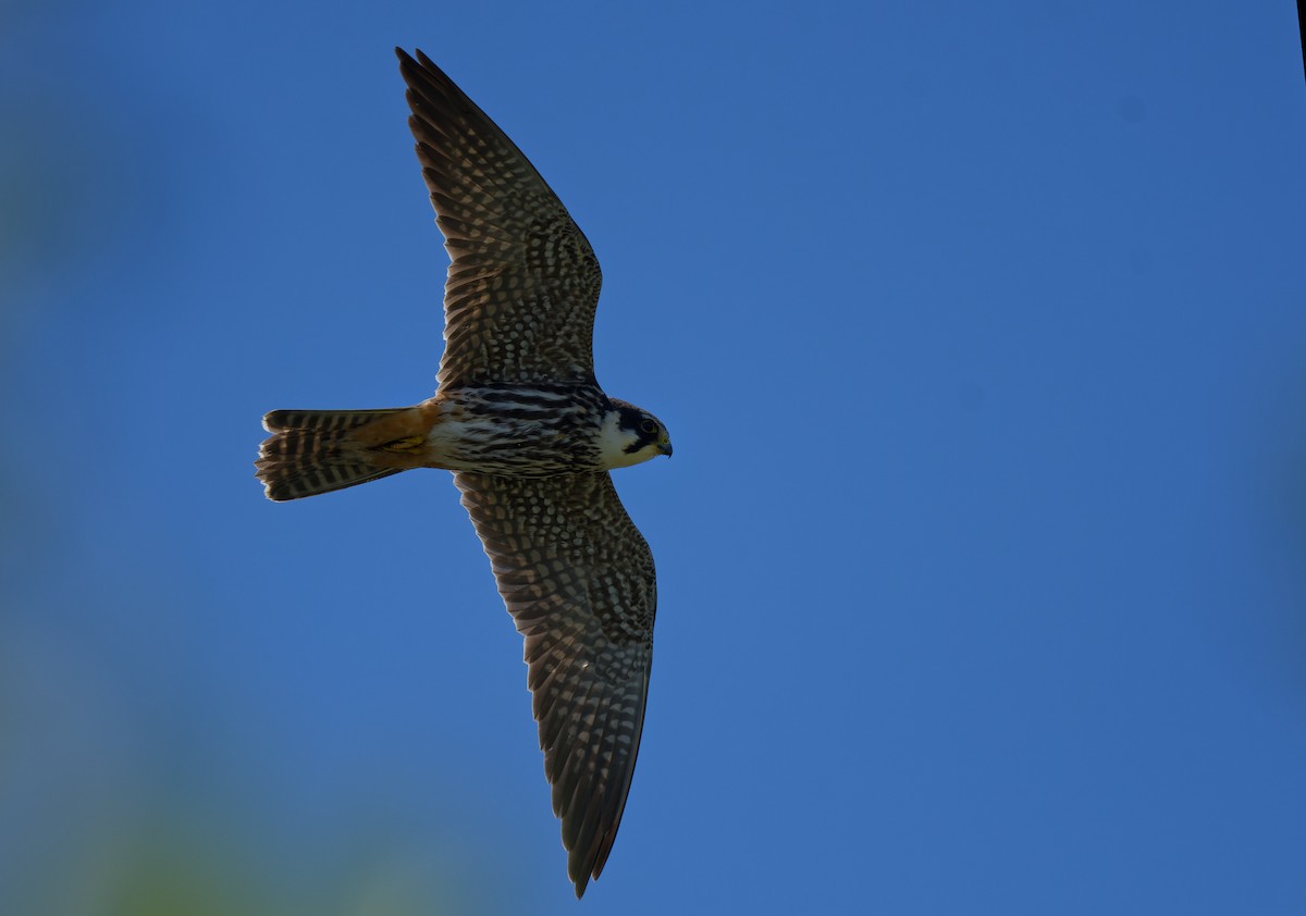 Eurasian Hobby - ML644768215