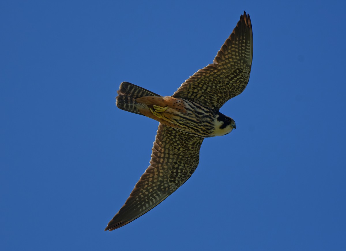 Eurasian Hobby - ML644768216