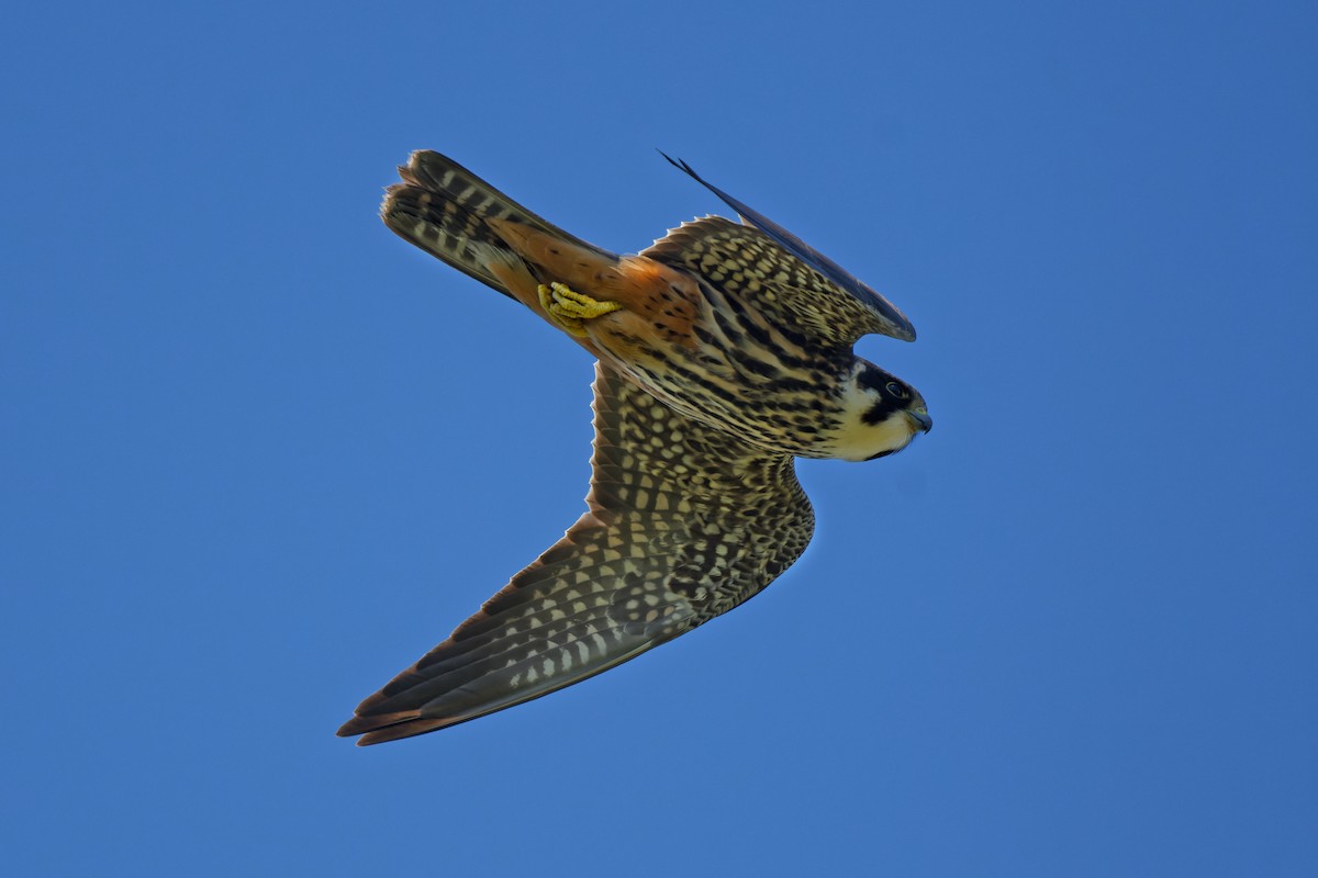 Eurasian Hobby - ML644768217