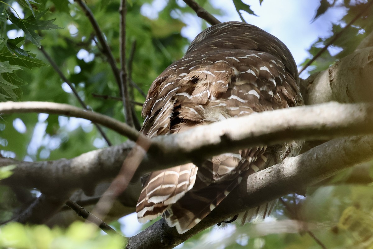 Barred Owl - ML644768218