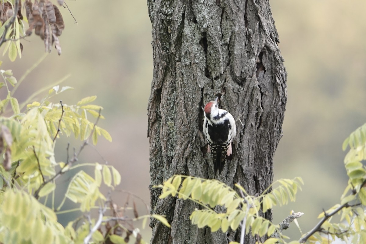 Middle Spotted Woodpecker - ML644768219