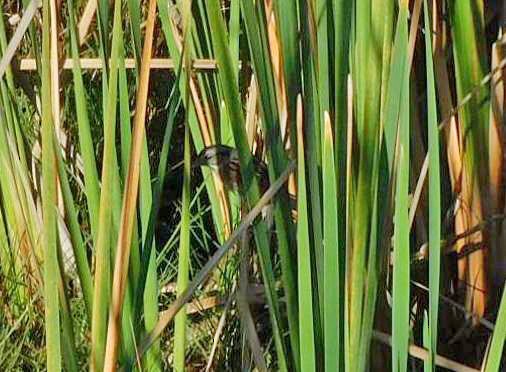 Swamp Sparrow - ML644768222