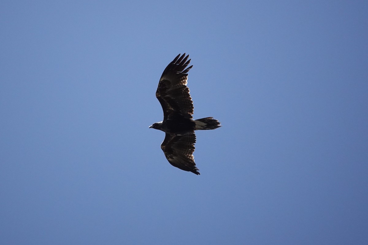 Wedge-tailed Eagle - ML644768223