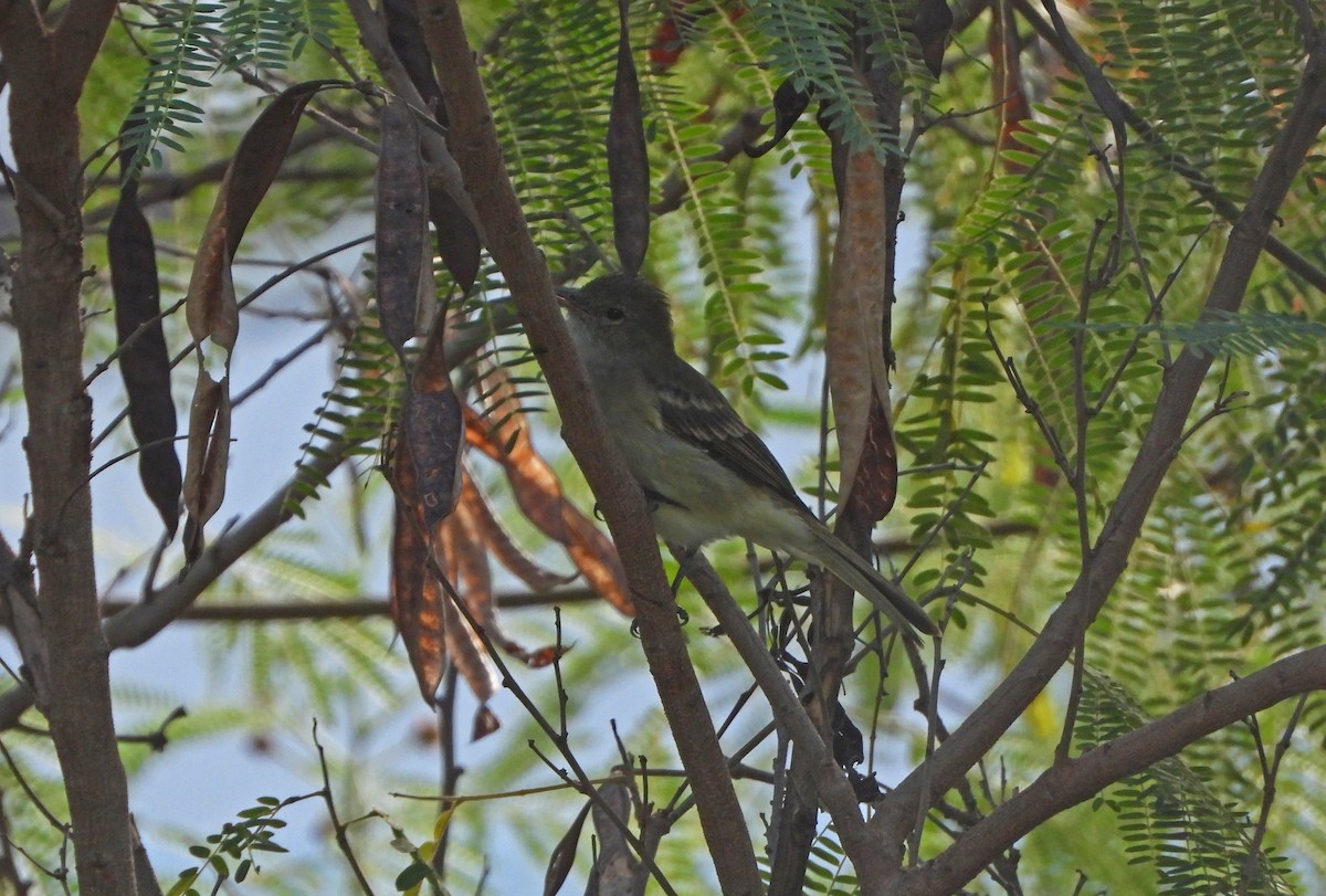 Caribbean Elaenia - ML644768224