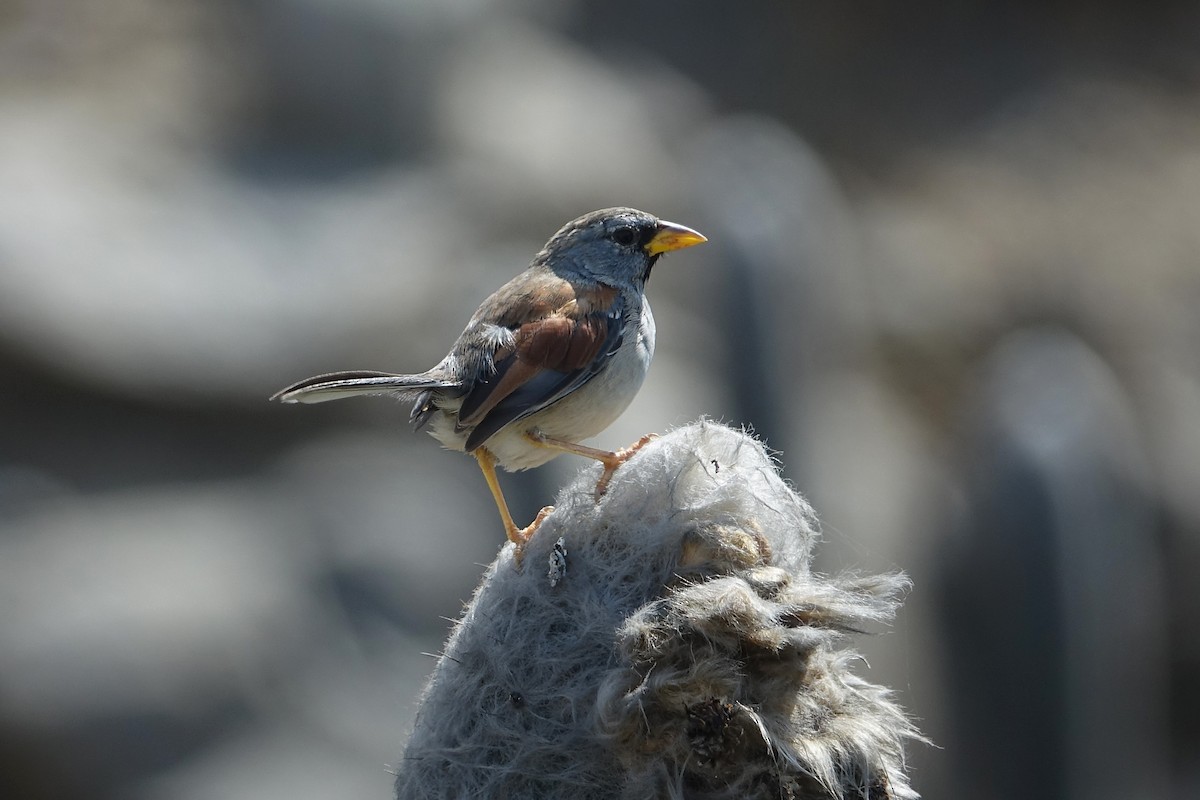 Great Inca-Finch - ML644768225