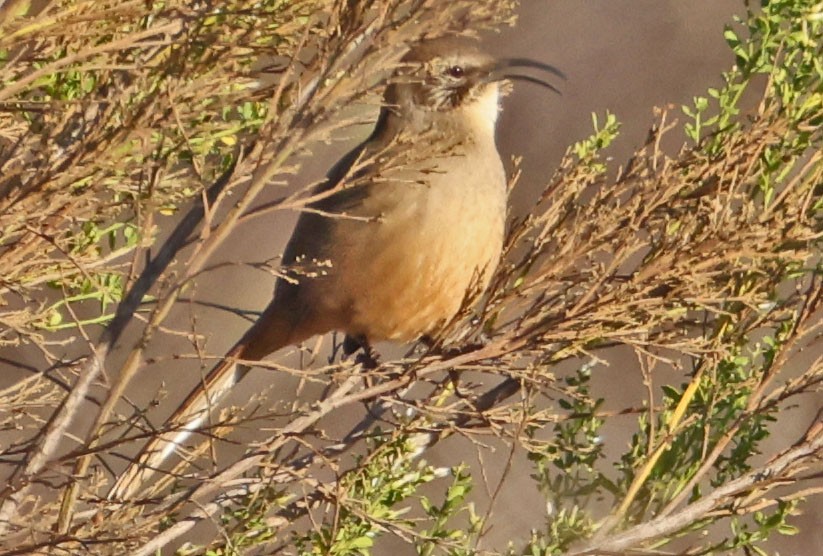 California Thrasher - ML644768226