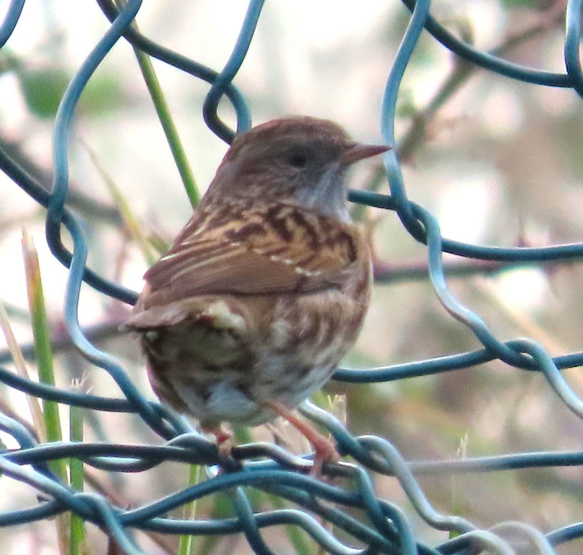 סתרי מצוי - ML644768227