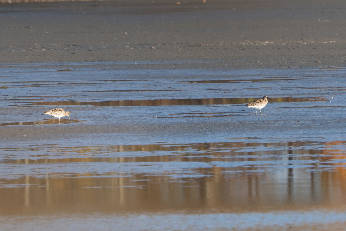 חרמשון גדול - ML644768238