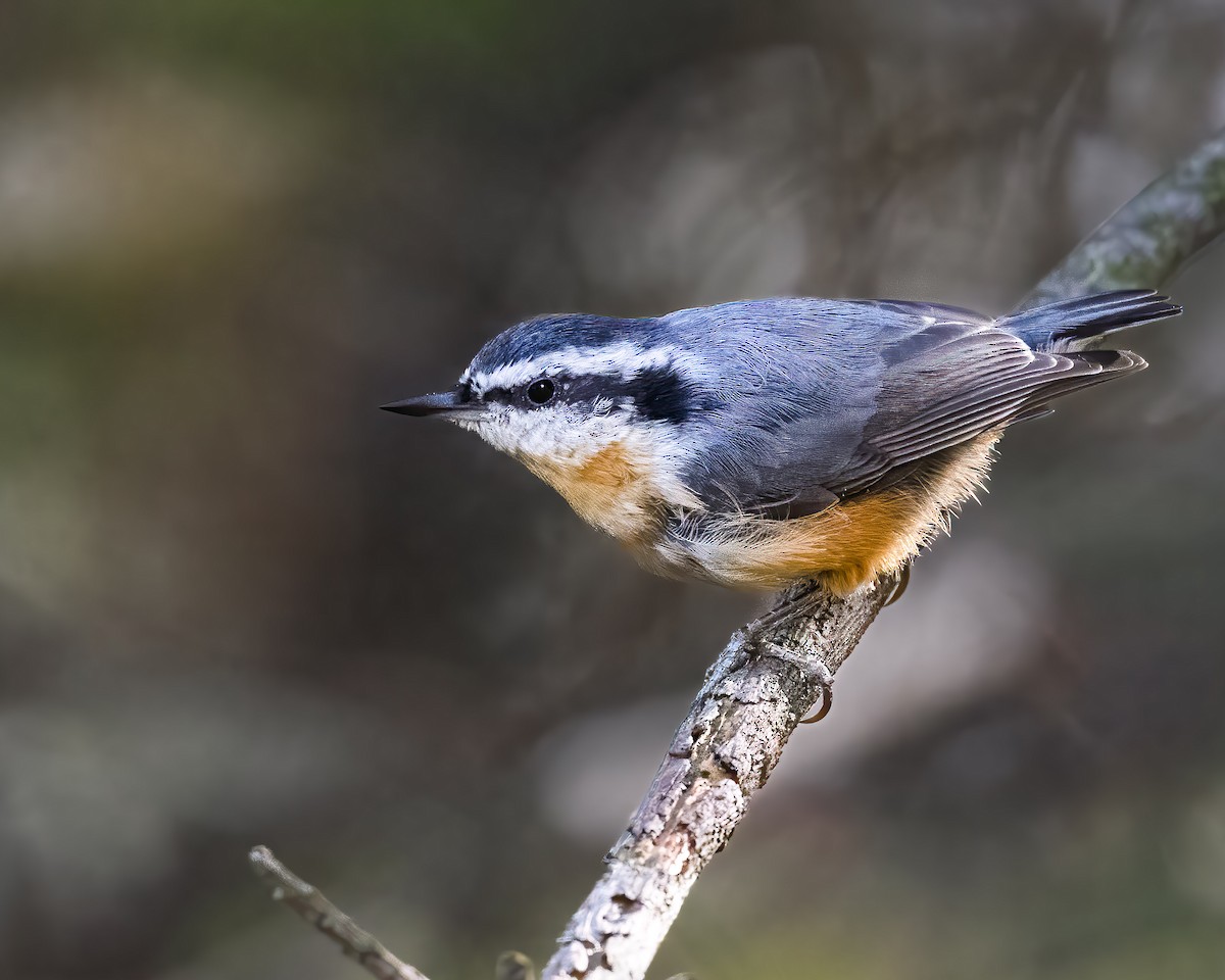 Kanada Sıvacısı - ML644768240