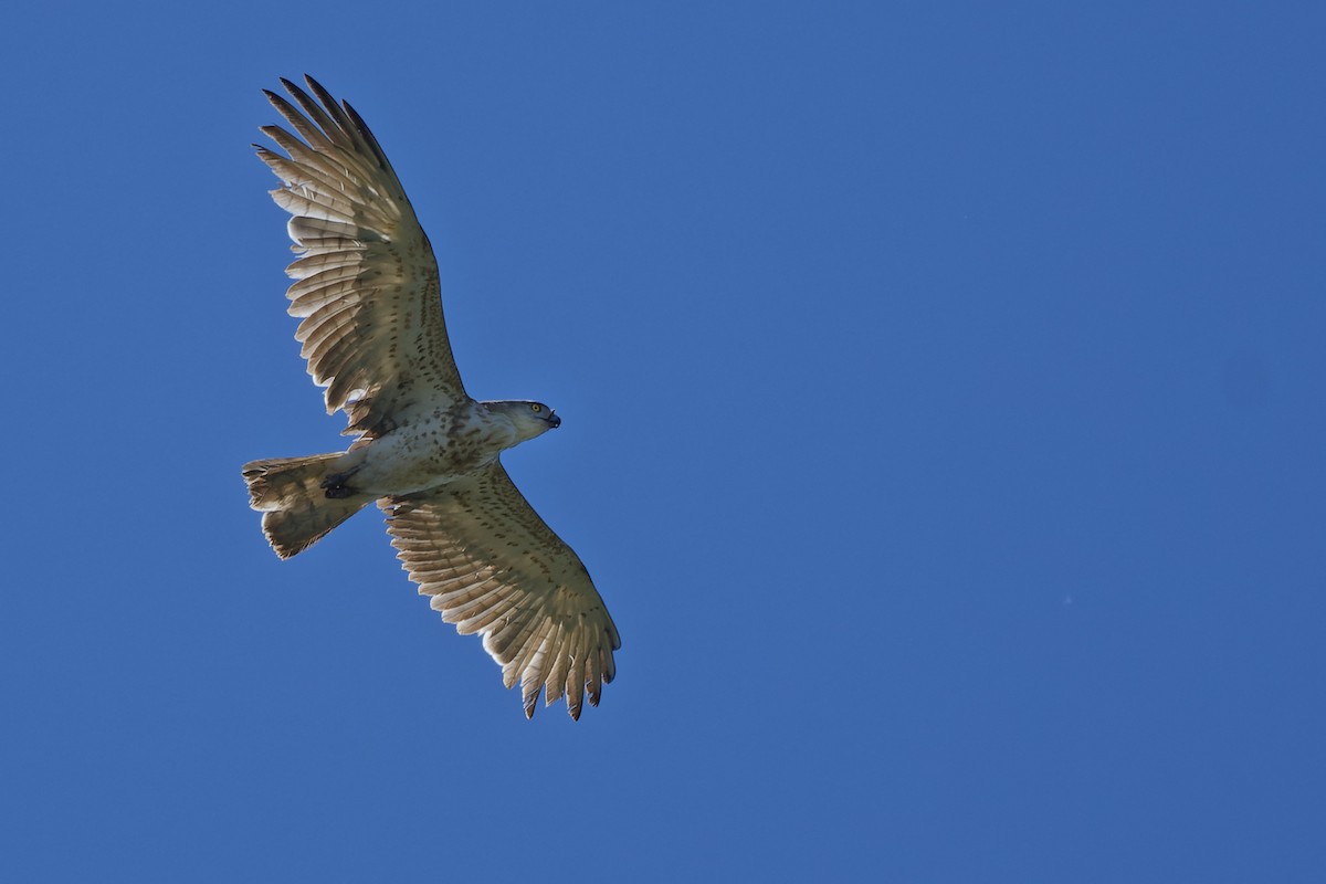 orlík krátkoprstý - ML644768245