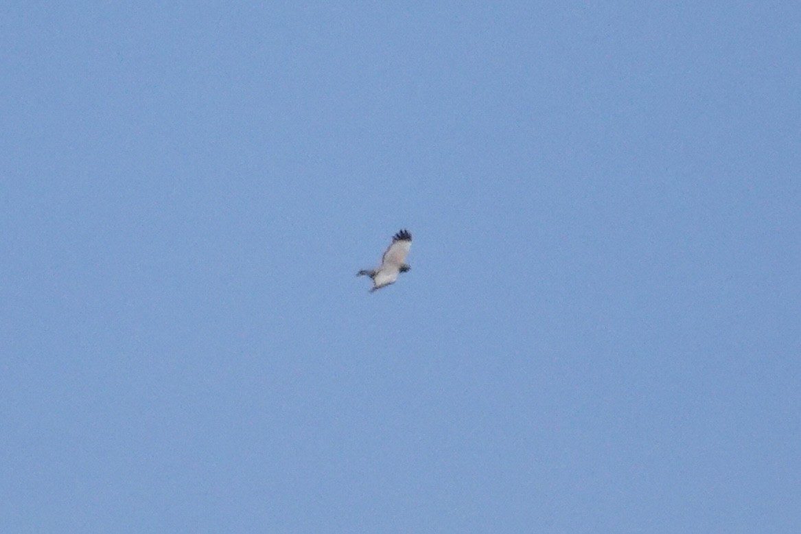 Spotted Harrier - ML644768247