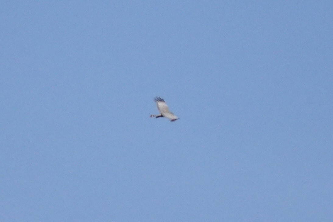 Spotted Harrier - ML644768248