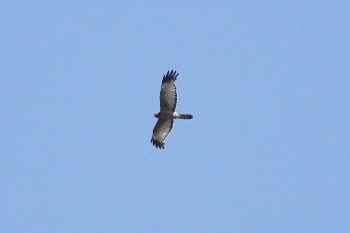 Spotted Harrier - ML644768249