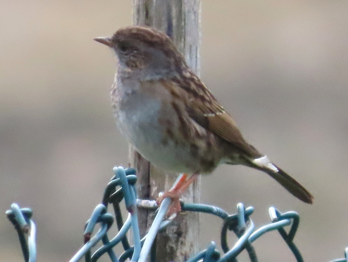 סתרי מצוי - ML644768252