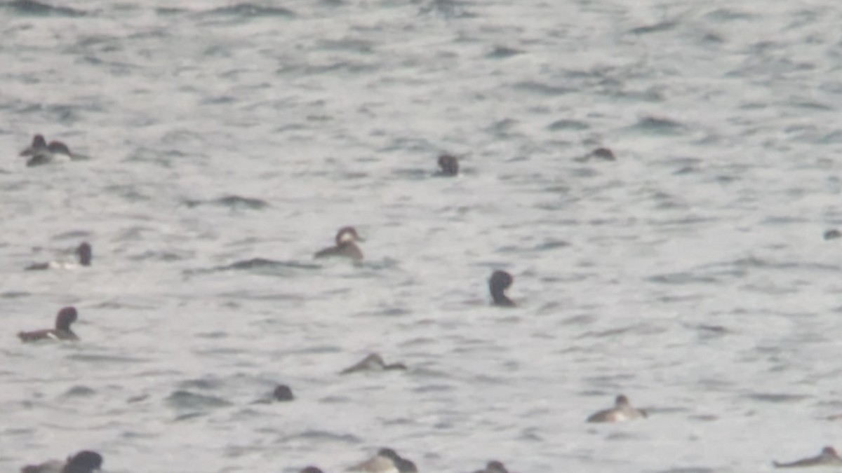 Американская синьга - ML644768288