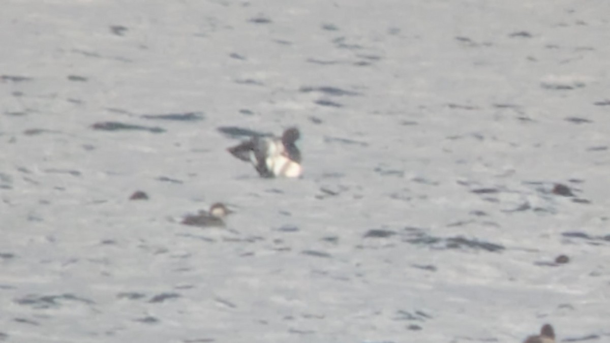 Американская синьга - ML644768300