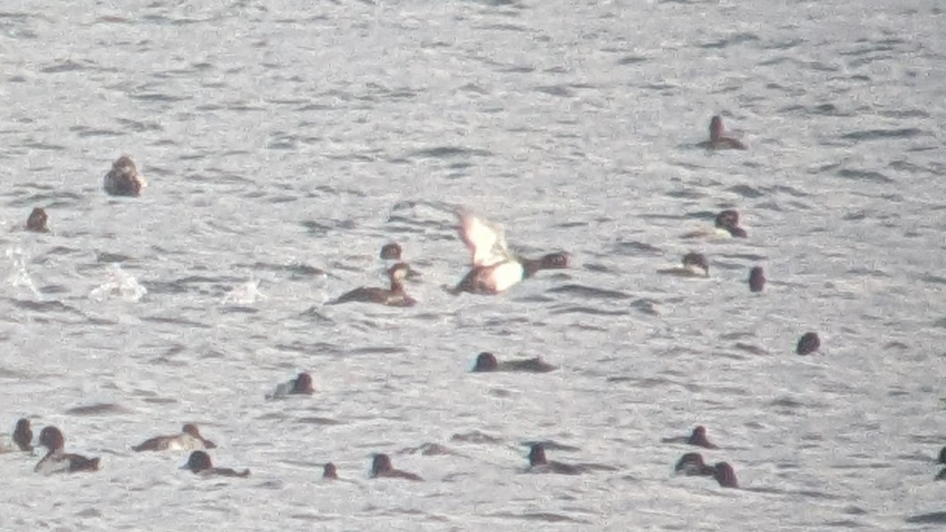 Американская синьга - ML644768301