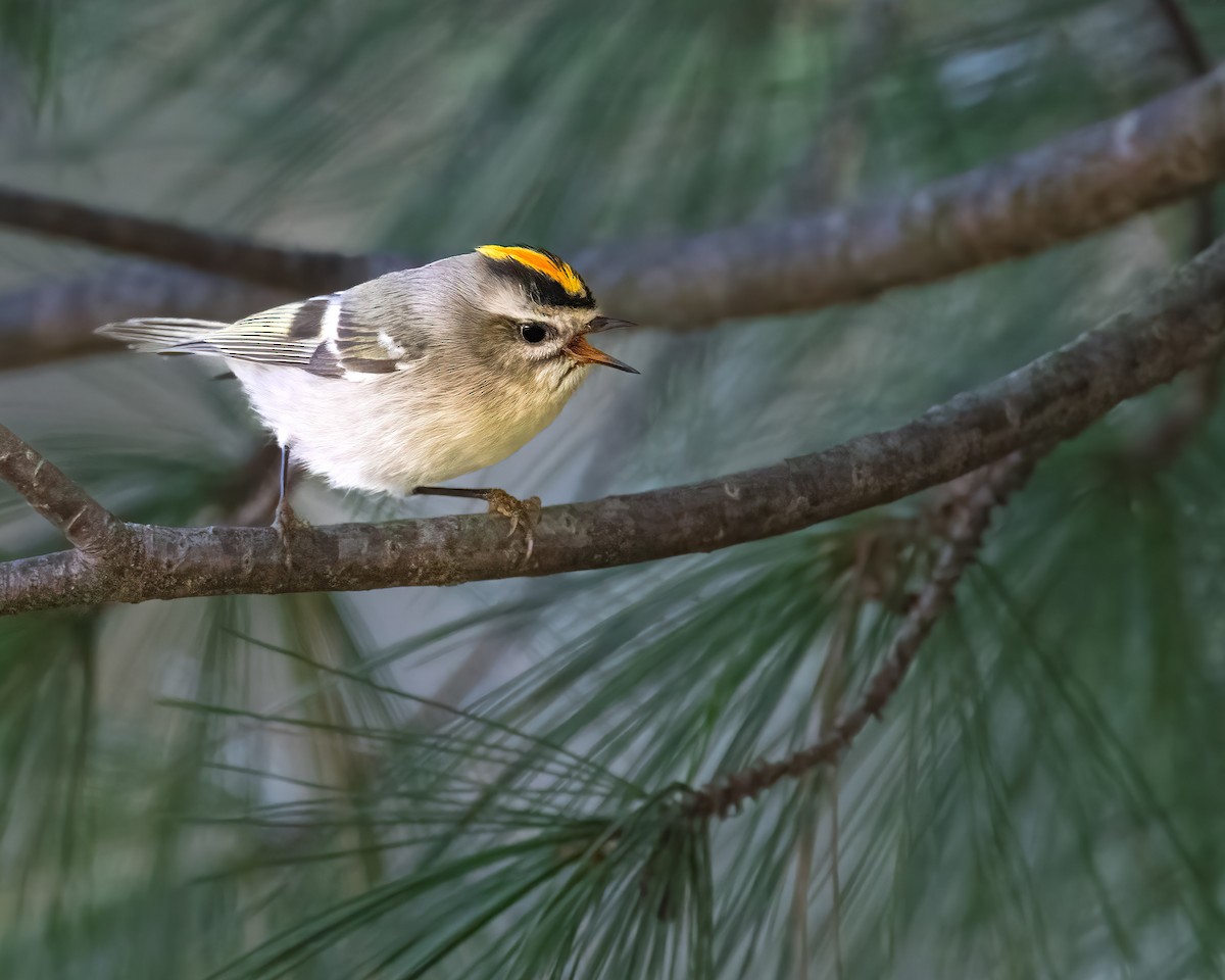 Sarı Taçlı Çalıkuşu - ML644768303