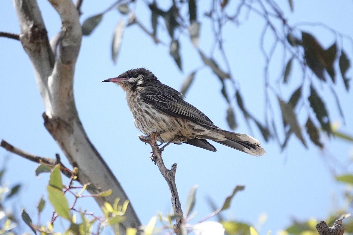 Spiny-cheeked Honeyeater - ML644768313