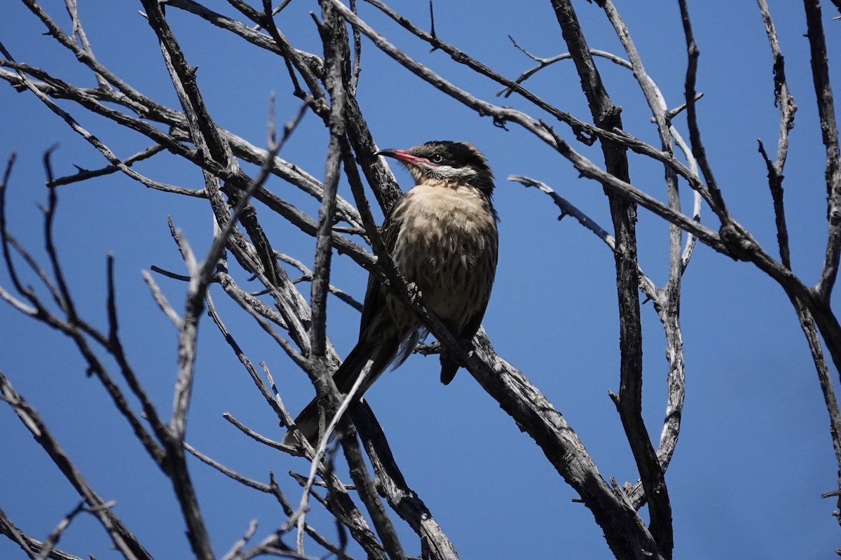 Spiny-cheeked Honeyeater - ML644768314