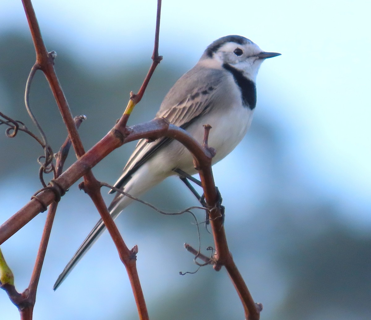 נחליאלי לבן - ML644768315