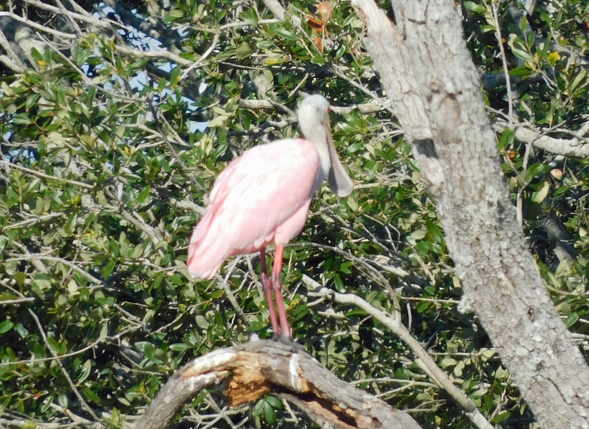 Espátula Rosada - ML644768321