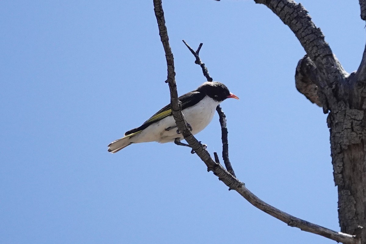 Painted Honeyeater - ML644768324