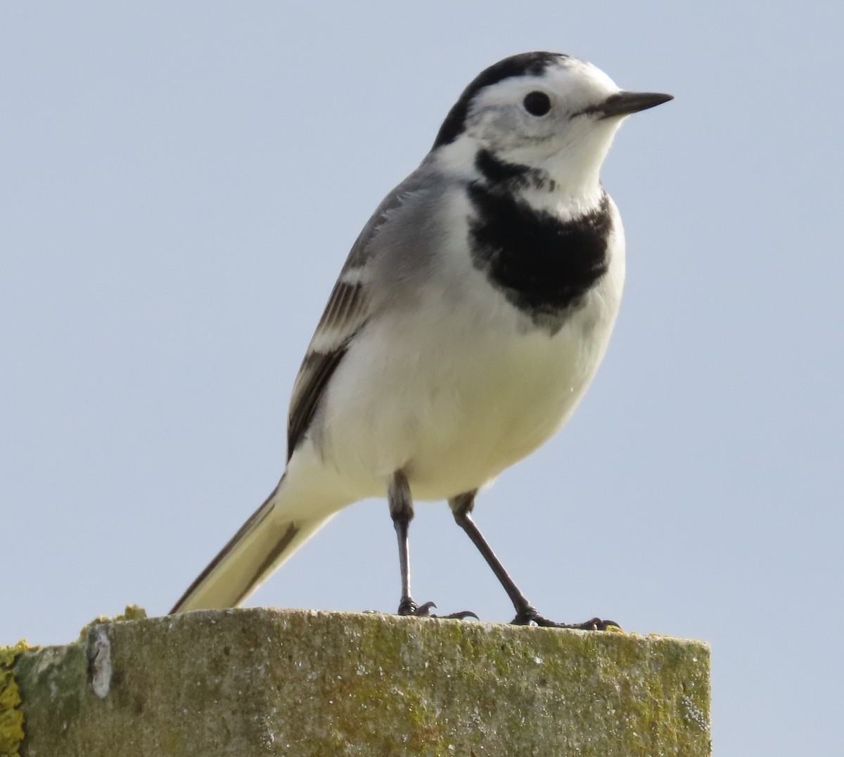 נחליאלי לבן - ML644768325