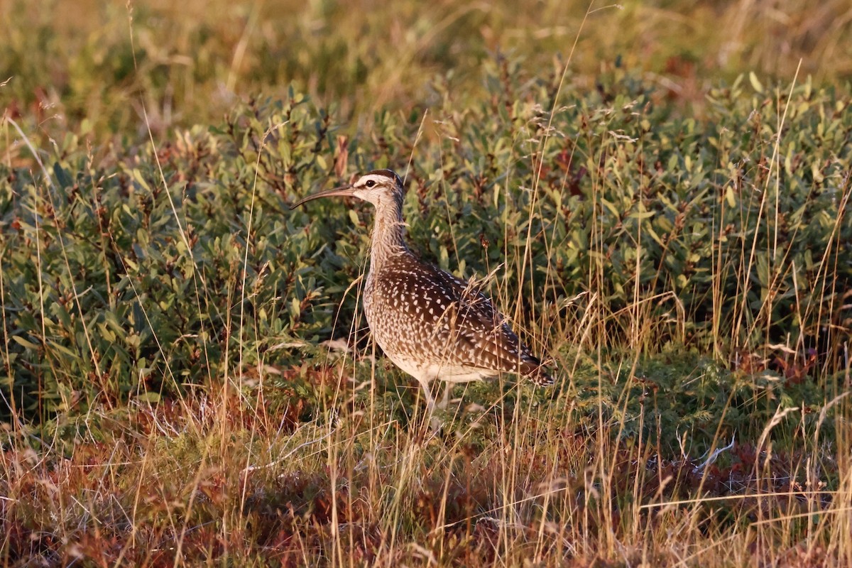 Hudsonian Whimbrel - ML644768328