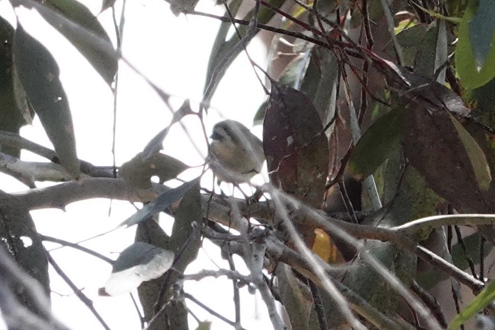 Southern Whiteface - ML644768336