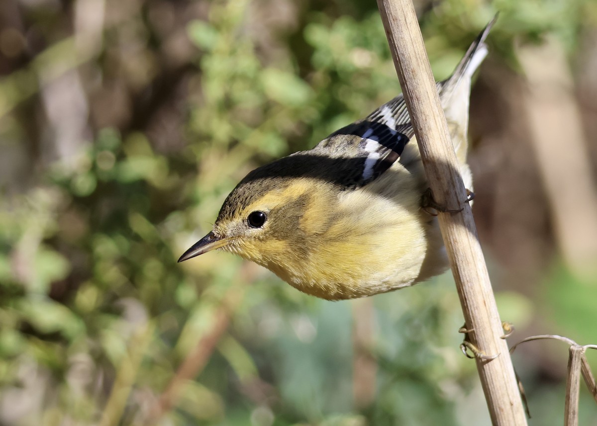 Blackburnian Warbler - ML644768346