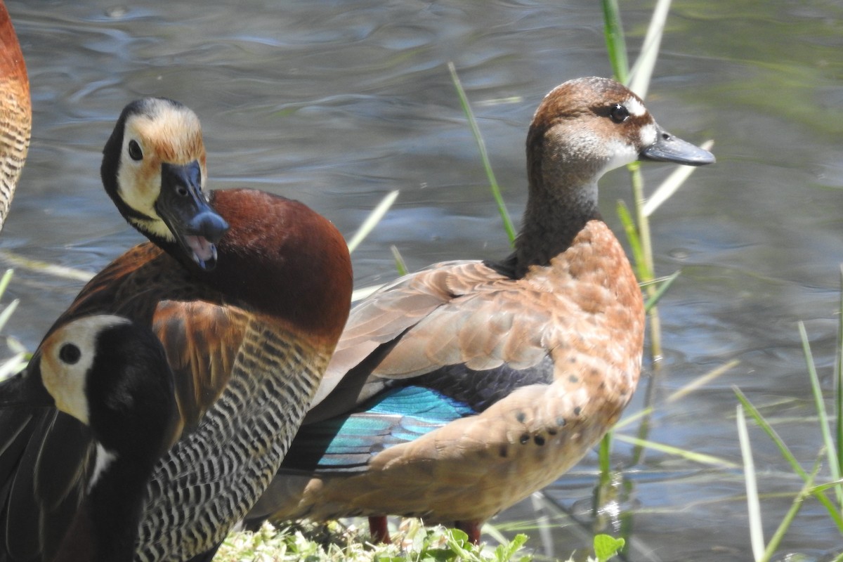 Brazilian Teal - ML644768349