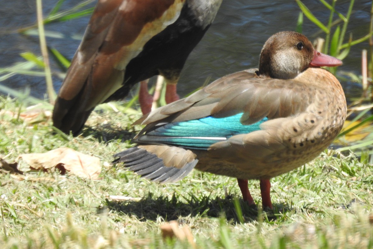 Brazilian Teal - ML644768352