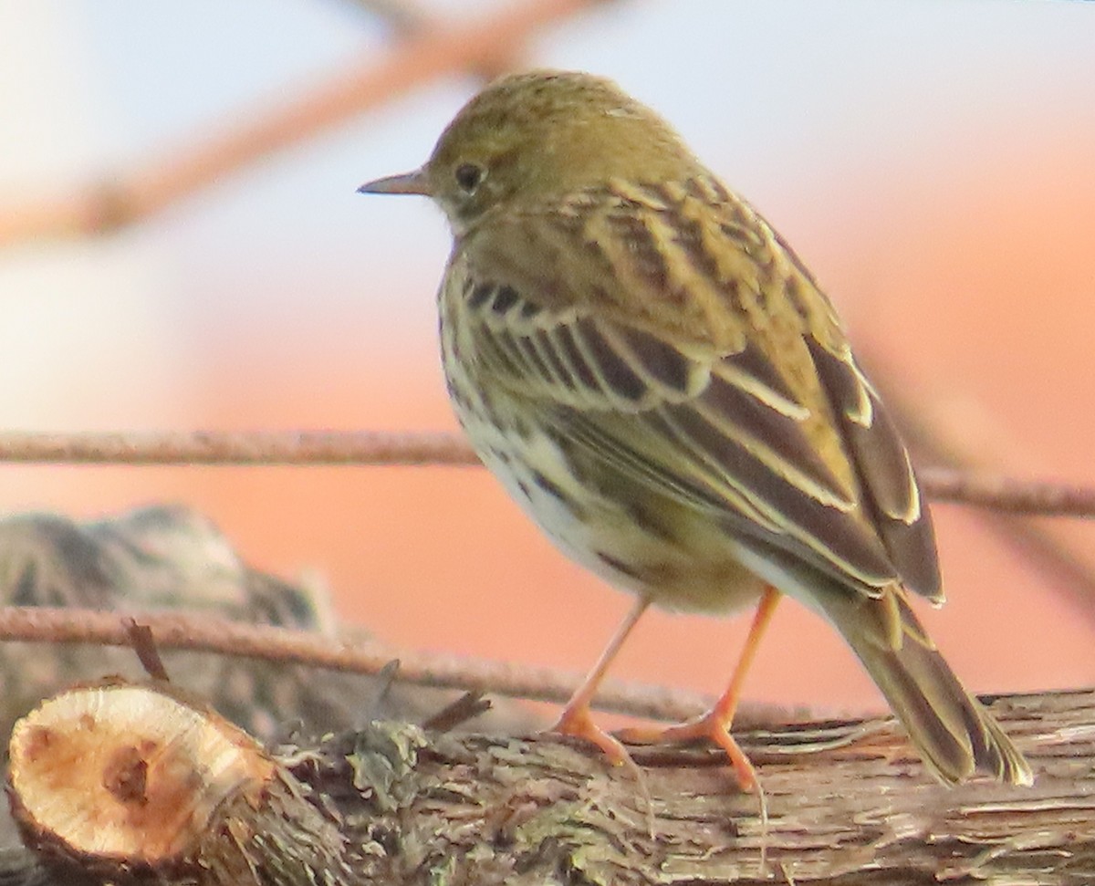 Pispola - ML644768353