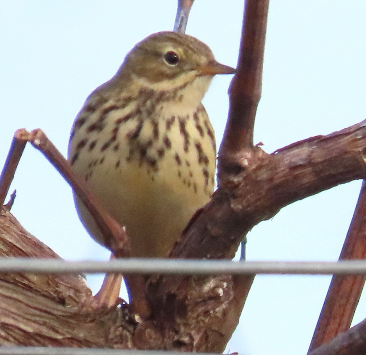 Pispola - ML644768359