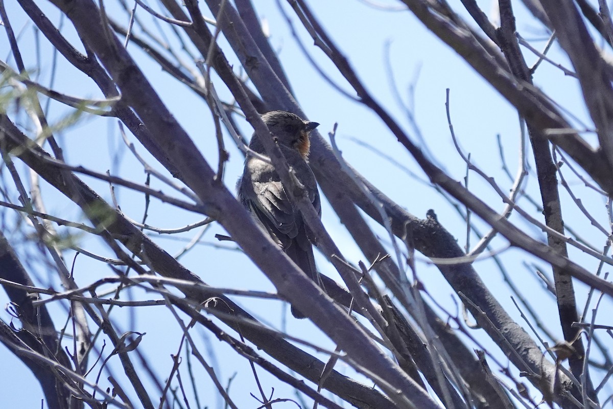 Gilbert's Whistler - ML644768361