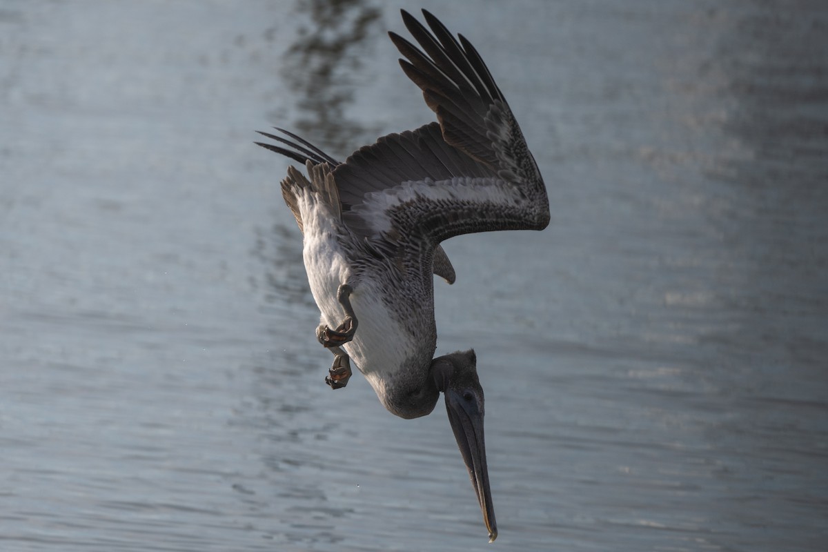 pelikán hnědý - ML644768364